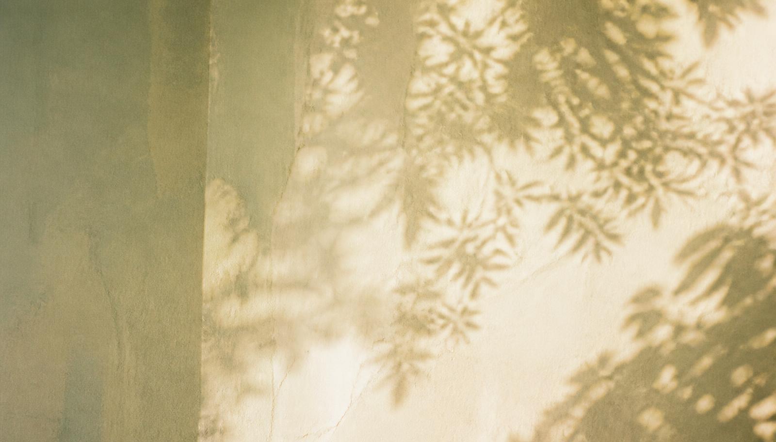 Sombras de folhas sobre uma parede clara